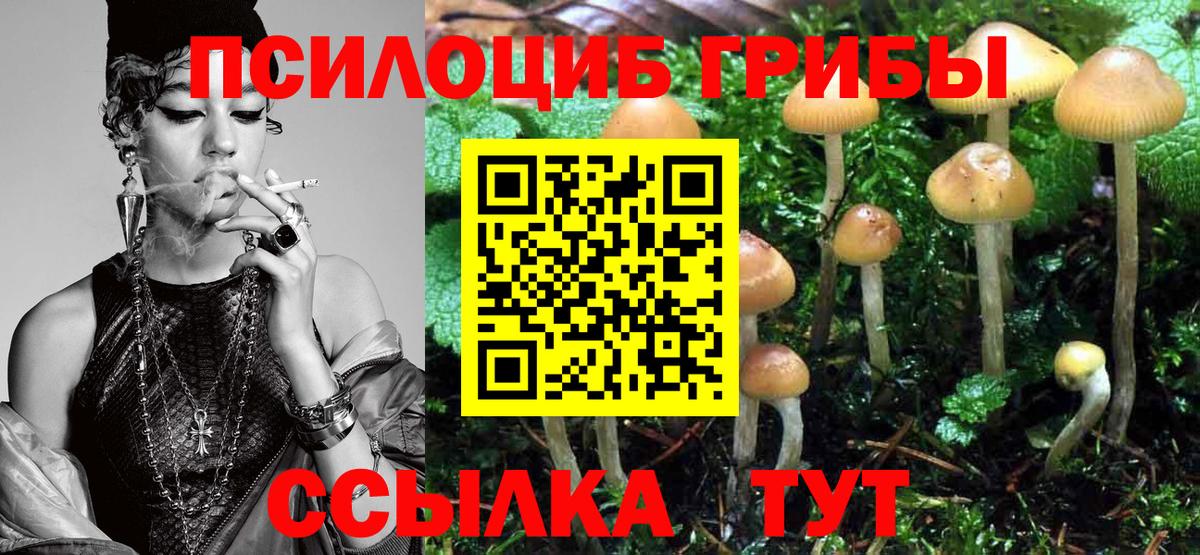 Сызрань  Псилоцибиновые грибы MAGIC MUSHROOMS  как найти закладки  Вход с VPN  Псилоцибиновые грибы Psilocybine cubensis 